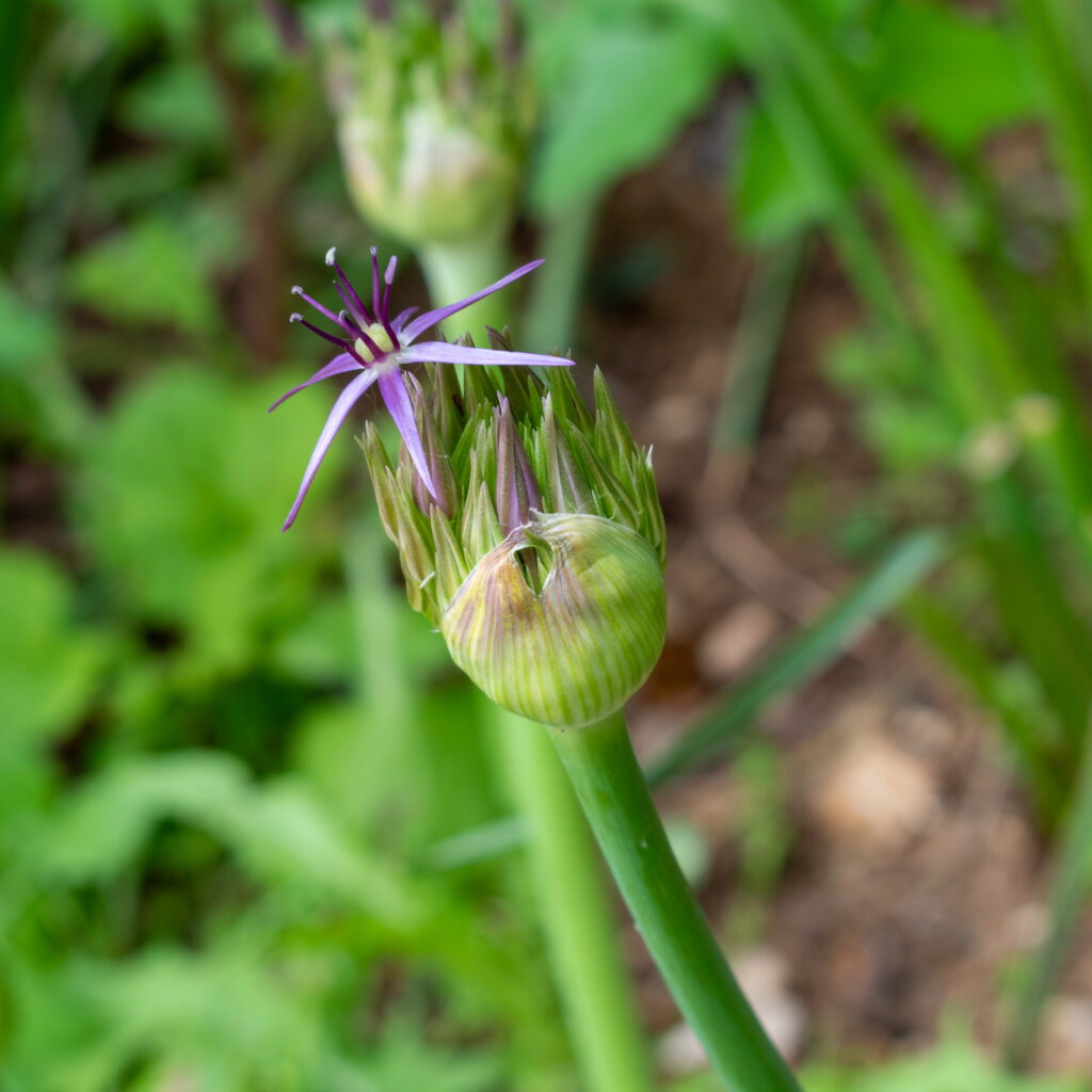 Nikon D3500 close-up sample of an ornamental allium flower