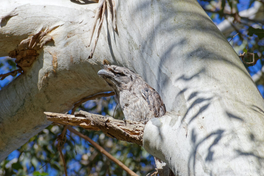 Nikon D3500 telephoto sample of a tawny frogmouth in a eucalyptus tree