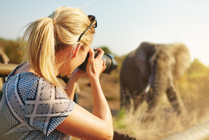 Cropped shot of a female tourist taking photographs of elephants while on safari