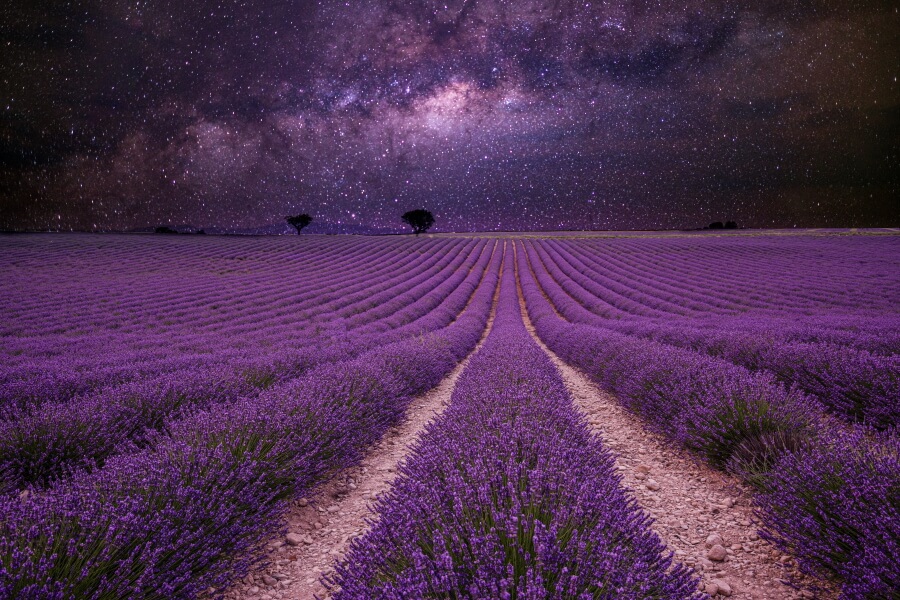 Night photo of a lavender field with starry sky