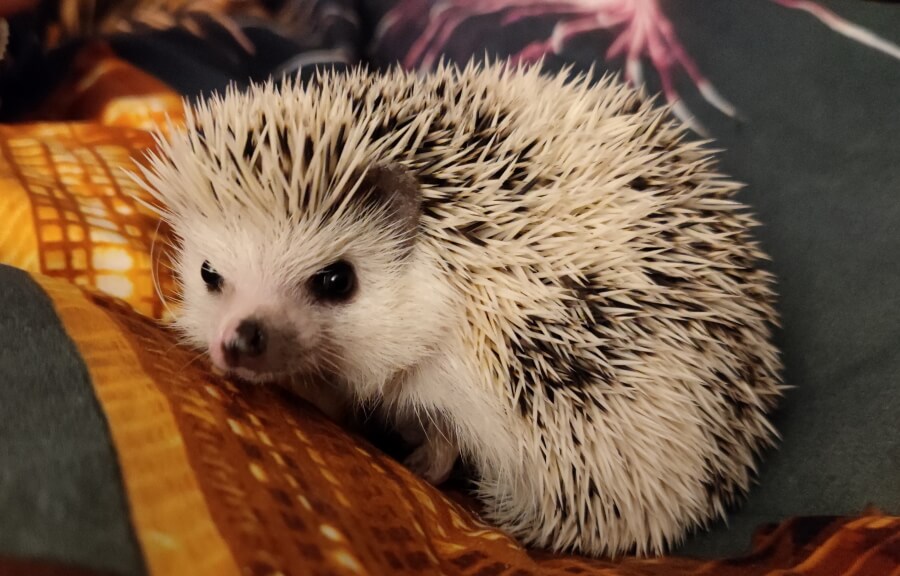 Picture of an unusual pet: an african hedgehog