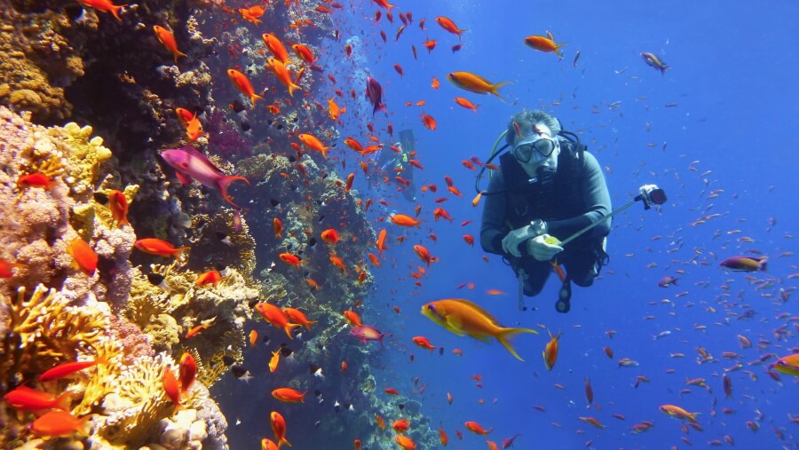 Vibrant reef colors, fish and scuba diver
