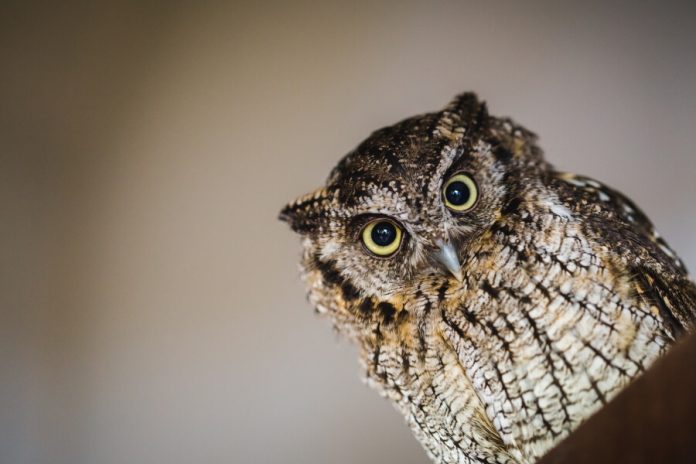 Close-up picture of an owl