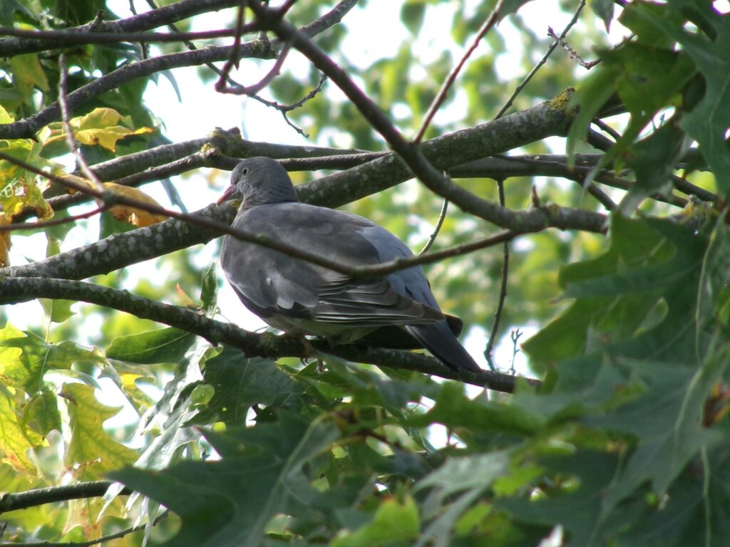 Kodak PIXPRO AZ255 sample photo of a pigeon among tree branches