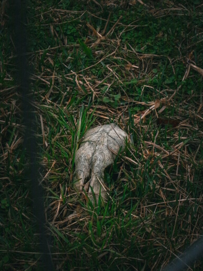 Kodak PIXPRO AZ255 ISO 1600 sample photo of a stone in grass