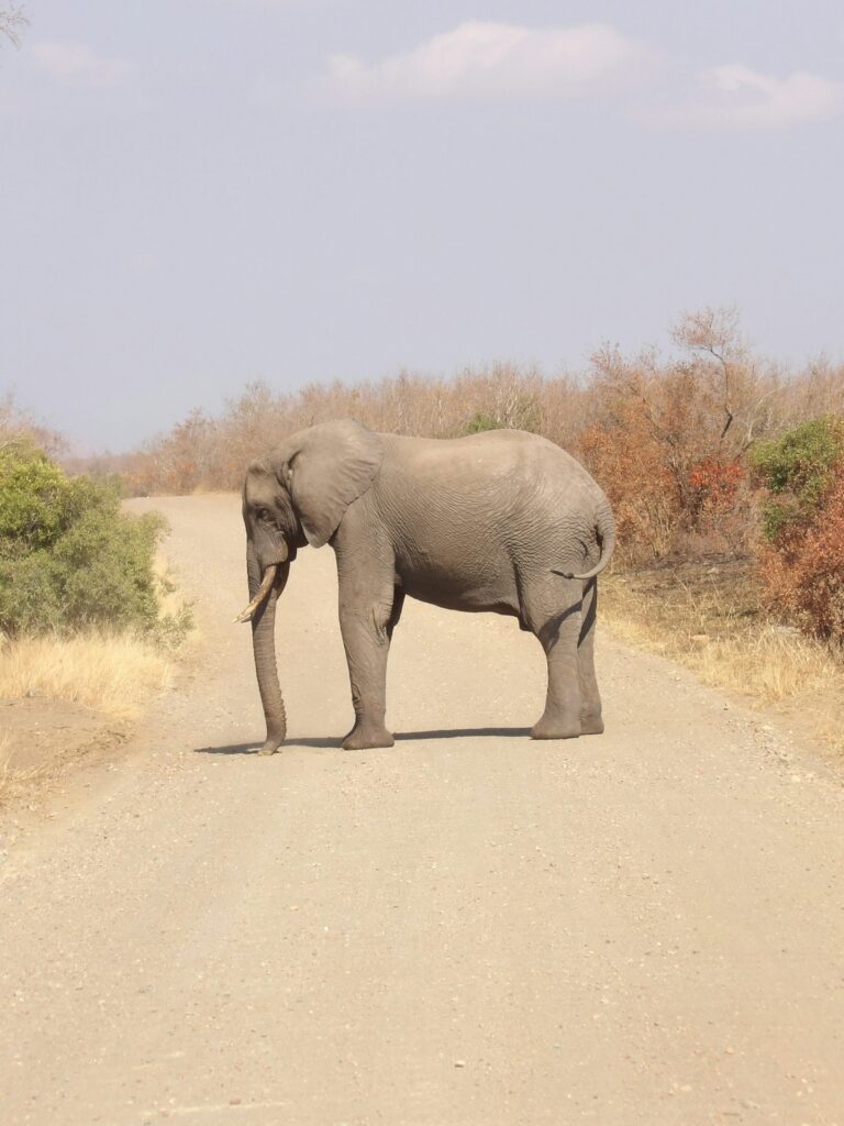 Kodak PIXPRO AZ528 wildlife sample of an elephant on a dirt road