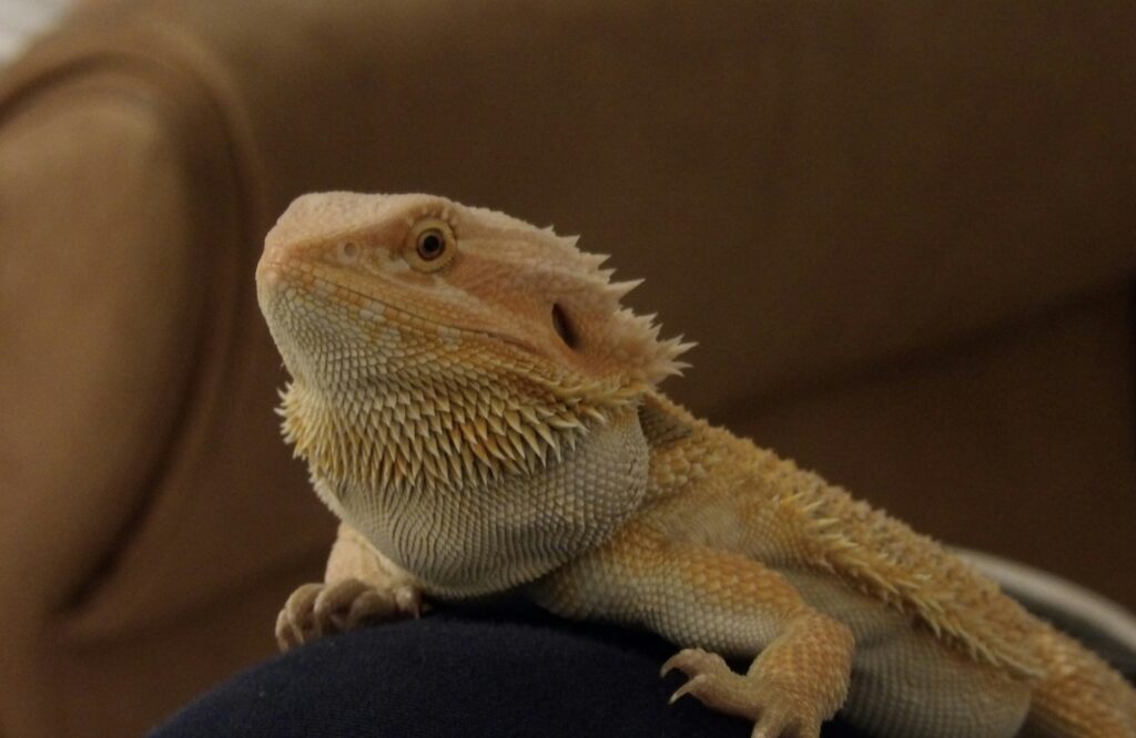 Kodak PIXPRO AZ528 ISO 800 sample of a bearded dragon indoors